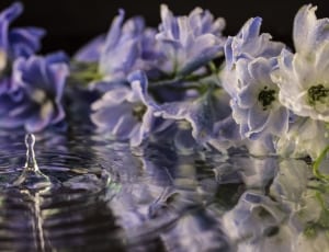 blue and white petaled flowers thumbnail