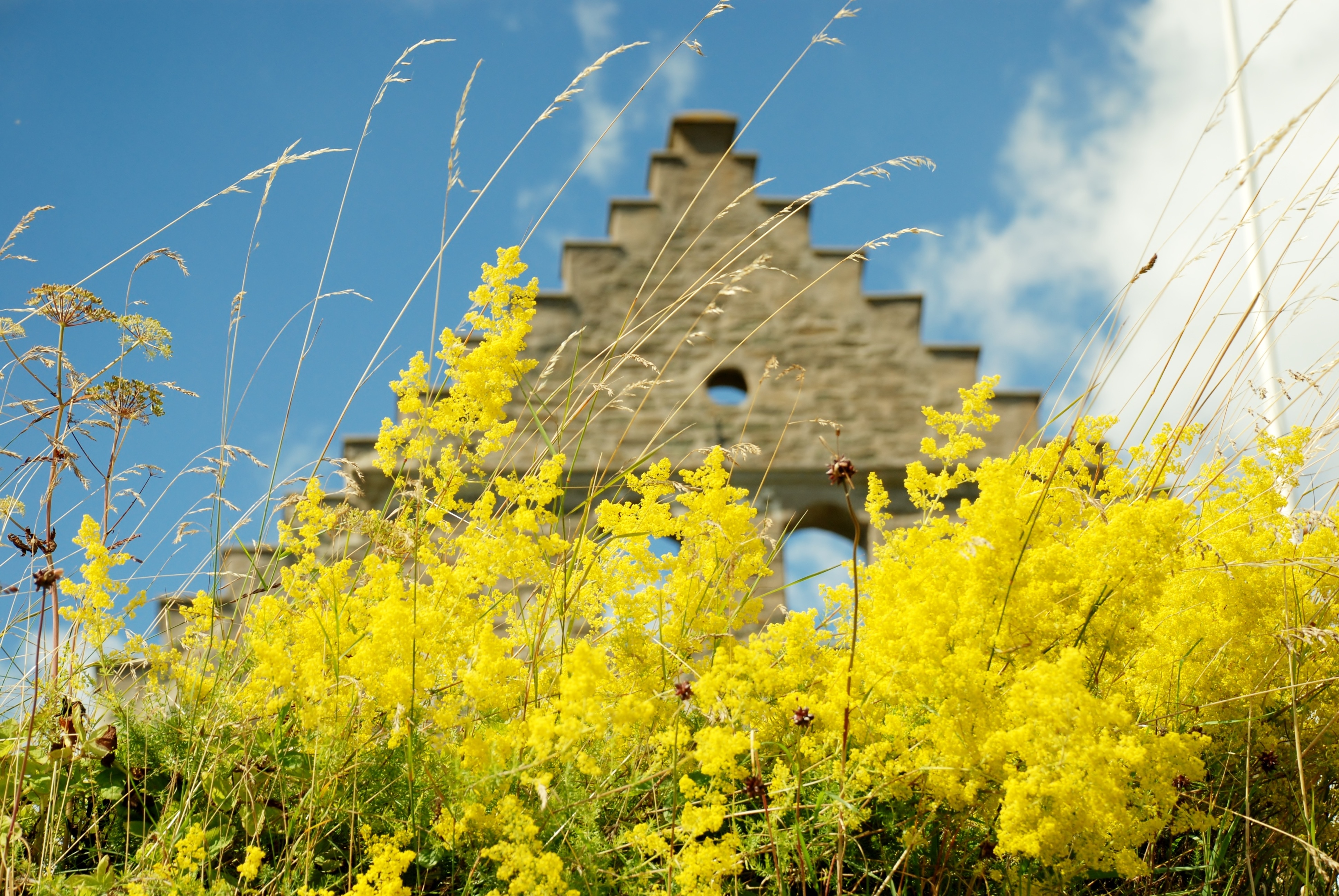 Download Yellow Tansy Flower Fields Free Image Peakpx Yellowimages Mockups