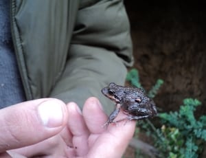 brown frog thumbnail