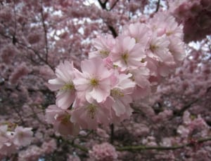 white and pink flowers thumbnail