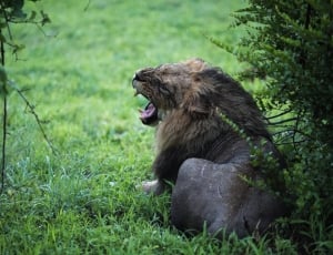 brown lion on grass field during daytime thumbnail