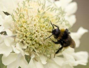 bumble bee in white petaled flower thumbnail