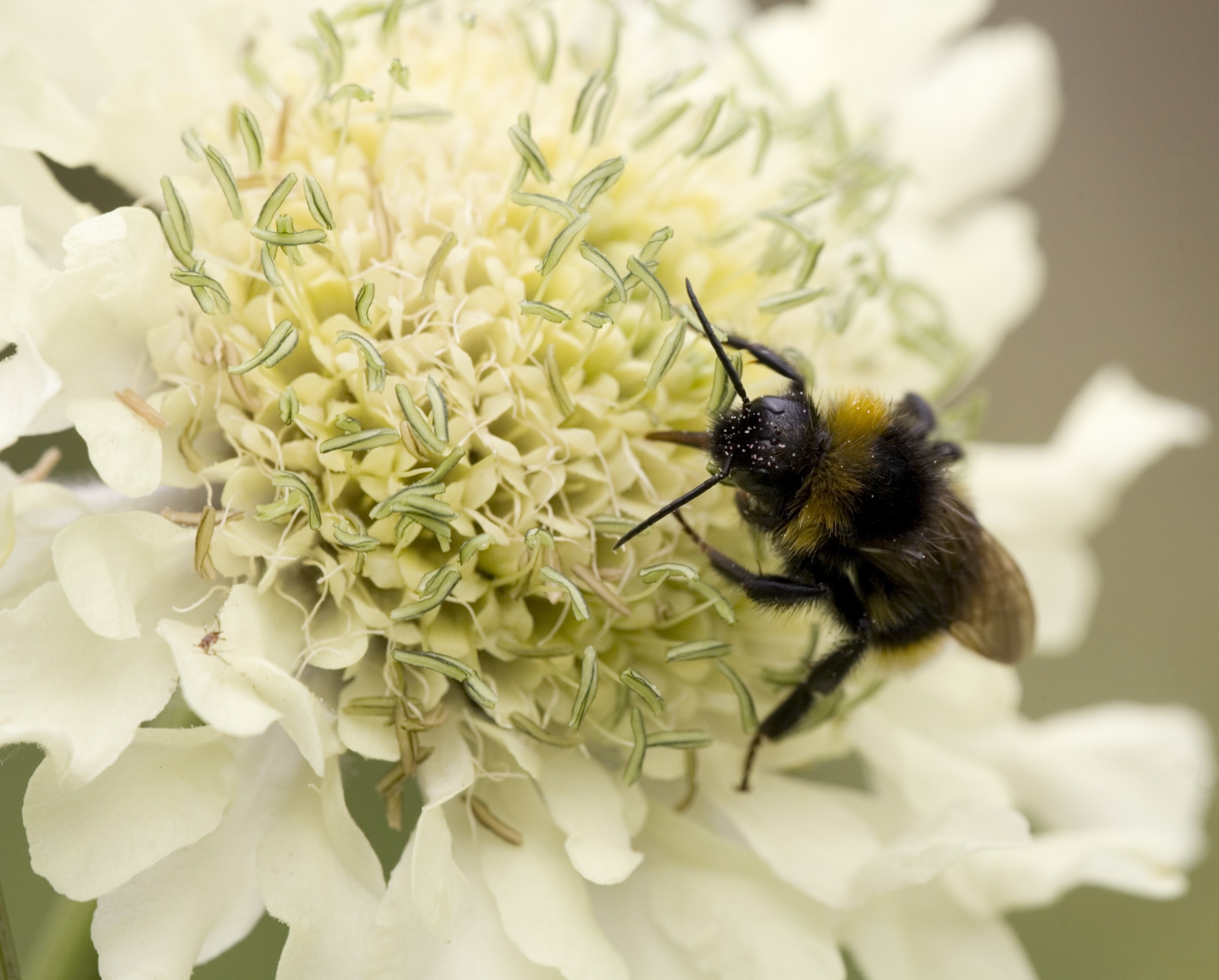bumble bee in white petaled flower