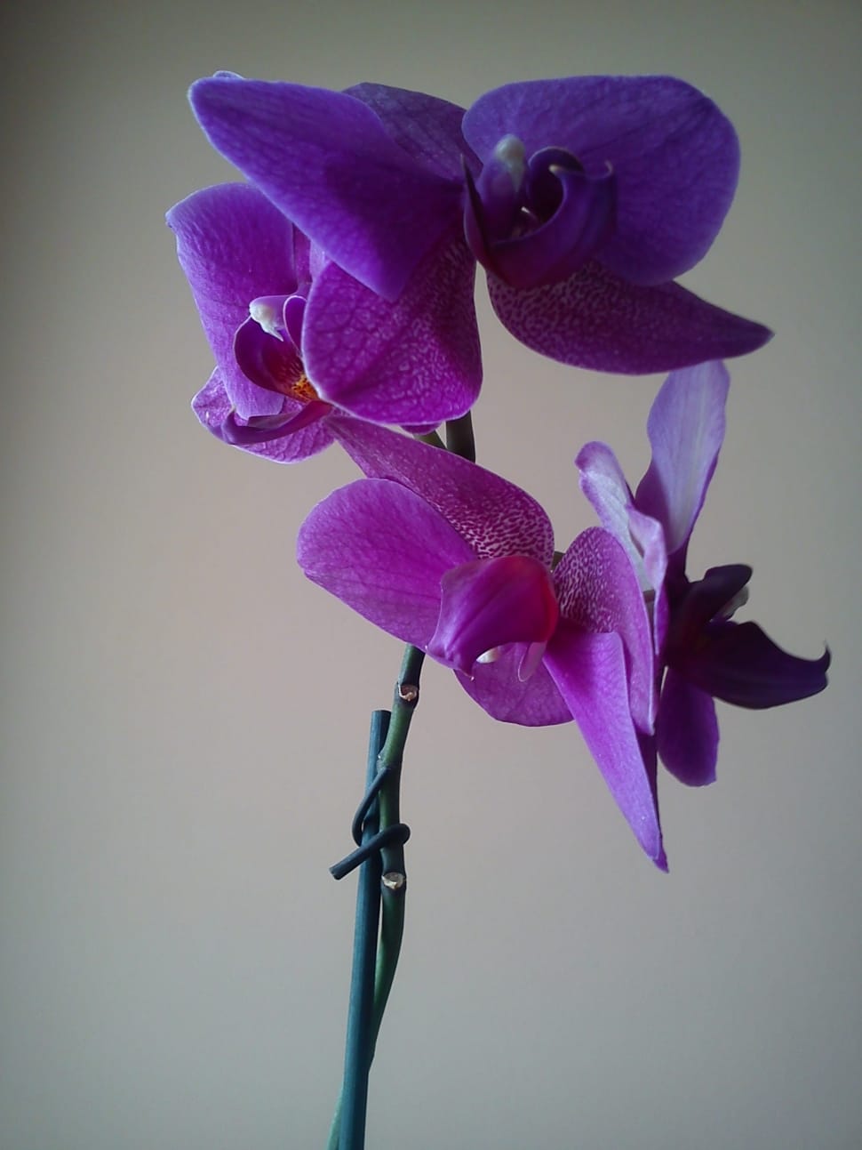 pink moth orchid preview