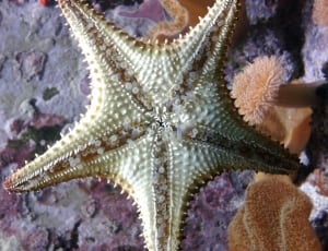 beige and white star fish thumbnail