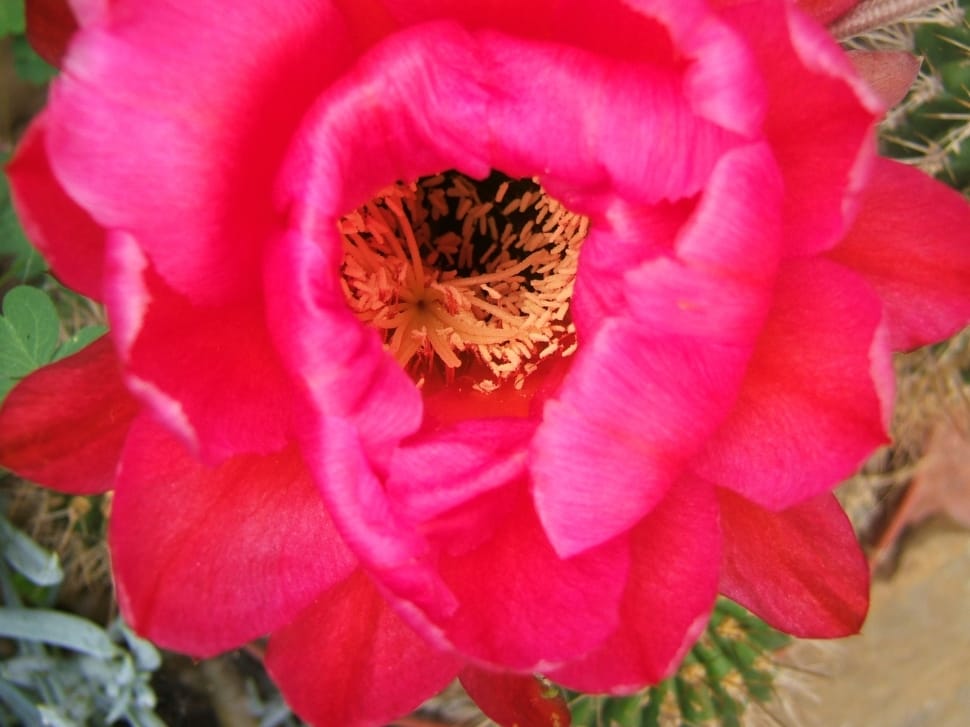 red cactus flower preview