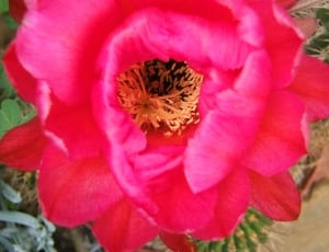 red cactus flower thumbnail