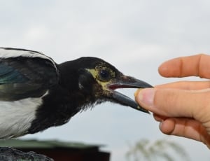 black and white long beaked bird thumbnail