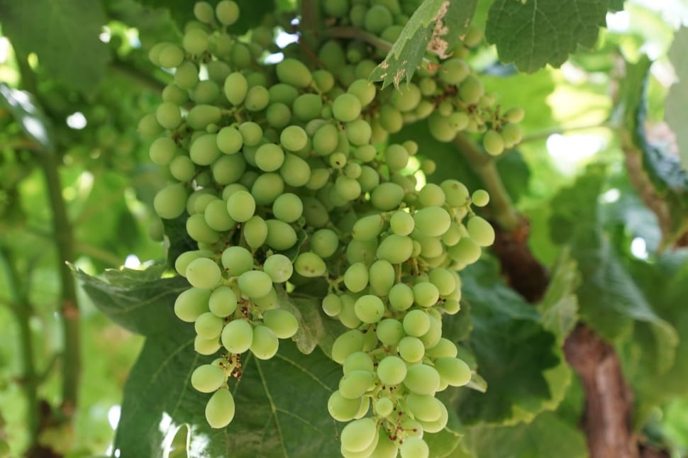 green grapes fruit preview