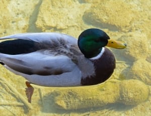 green and white mallard duck thumbnail