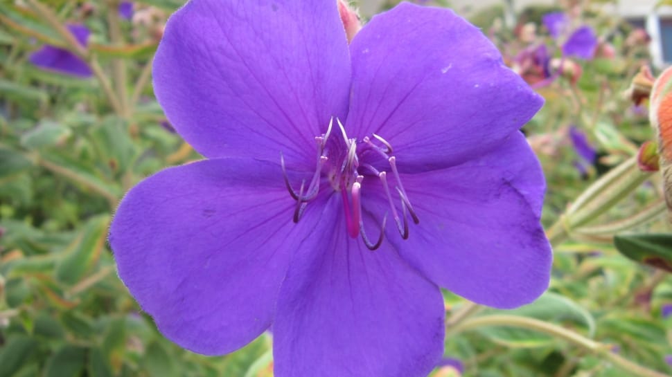 purple 5 petaled flower preview