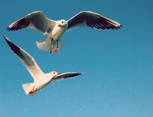 2 seagull thumbnail