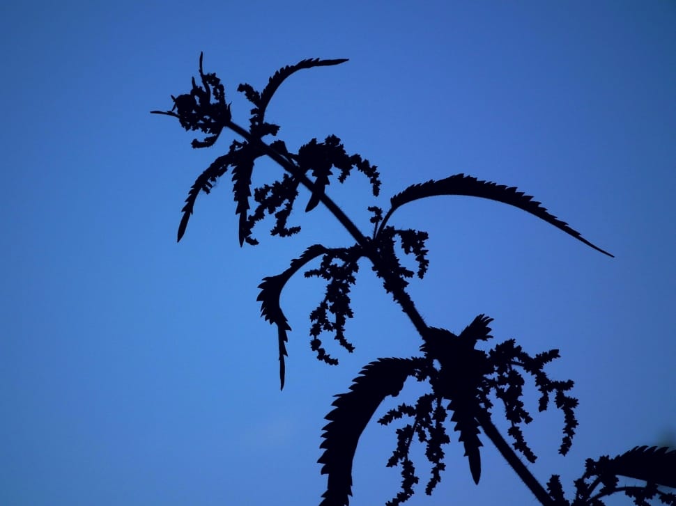 plant silhouette preview
