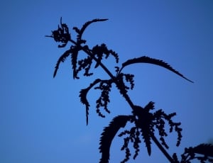 plant silhouette thumbnail