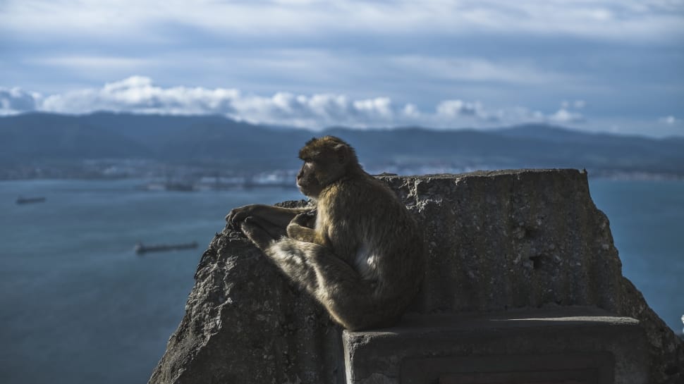 primate sitting on rock preview