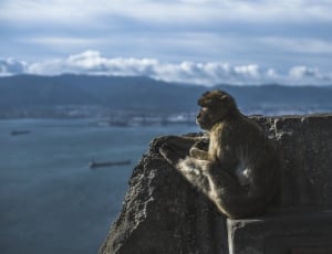 primate sitting on rock thumbnail