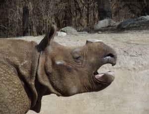 brown rhino thumbnail