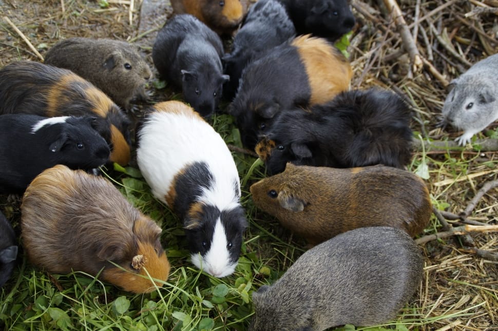 pack of guinea pig preview