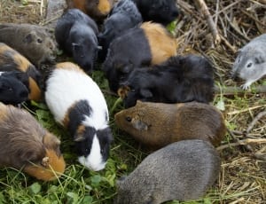 pack of guinea pig thumbnail