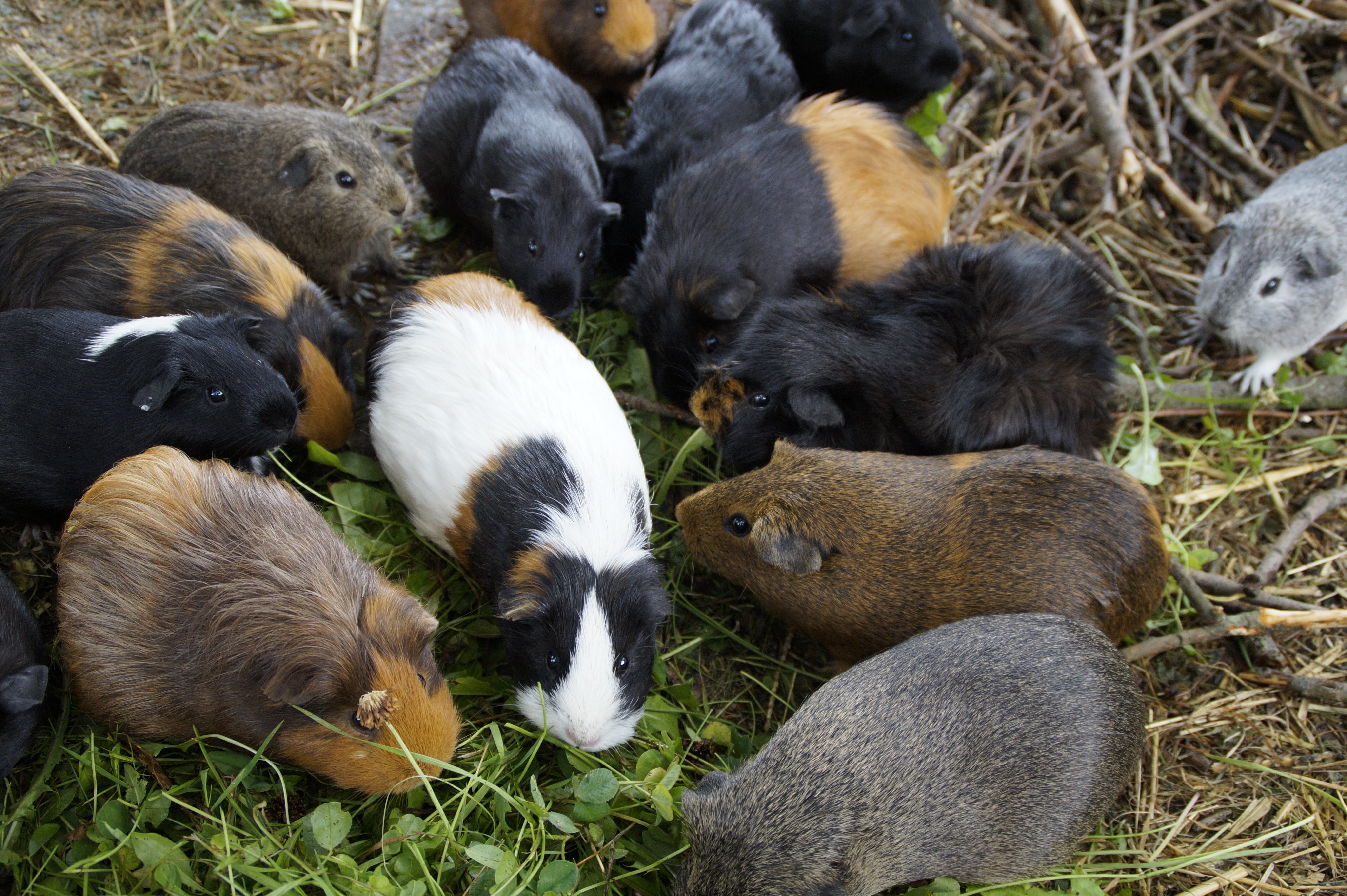 pack of guinea pig