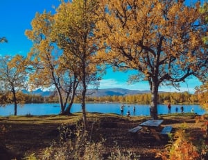 brown trees beside body of water thumbnail
