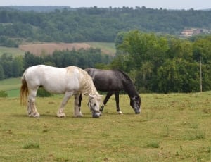 two white and black horse eating grass under blue sky during daytime thumbnail