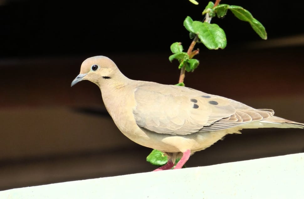 mourning dove preview