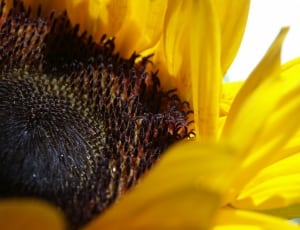 sunflower seeds thumbnail