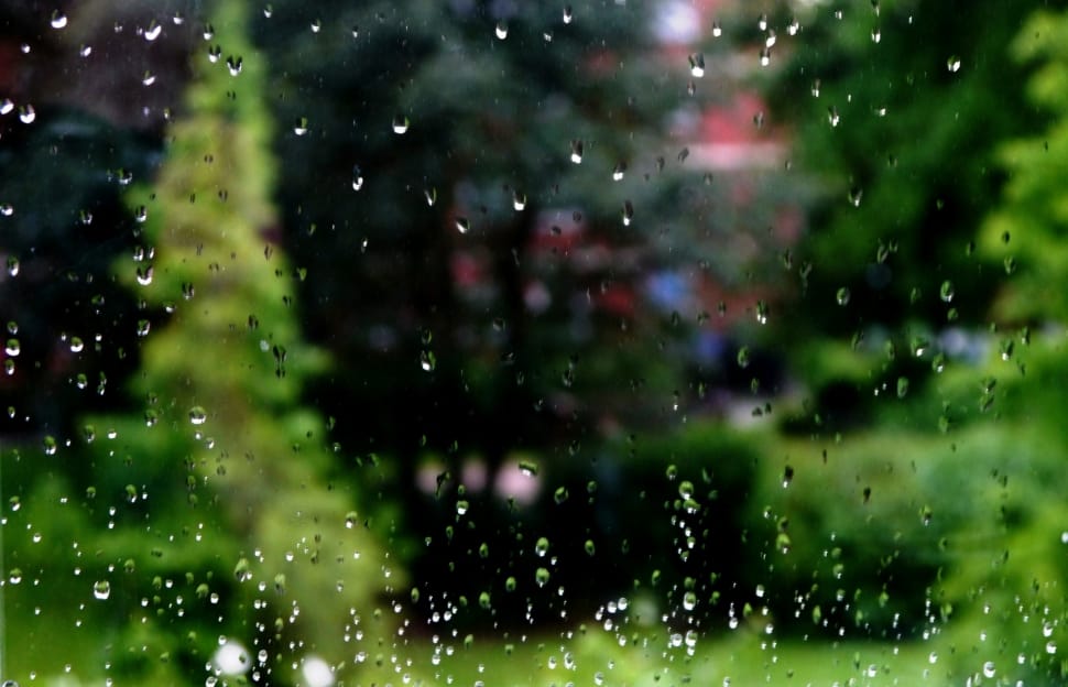 green trees preview