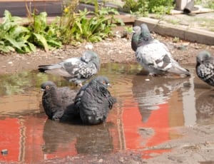 flock of pigeon thumbnail