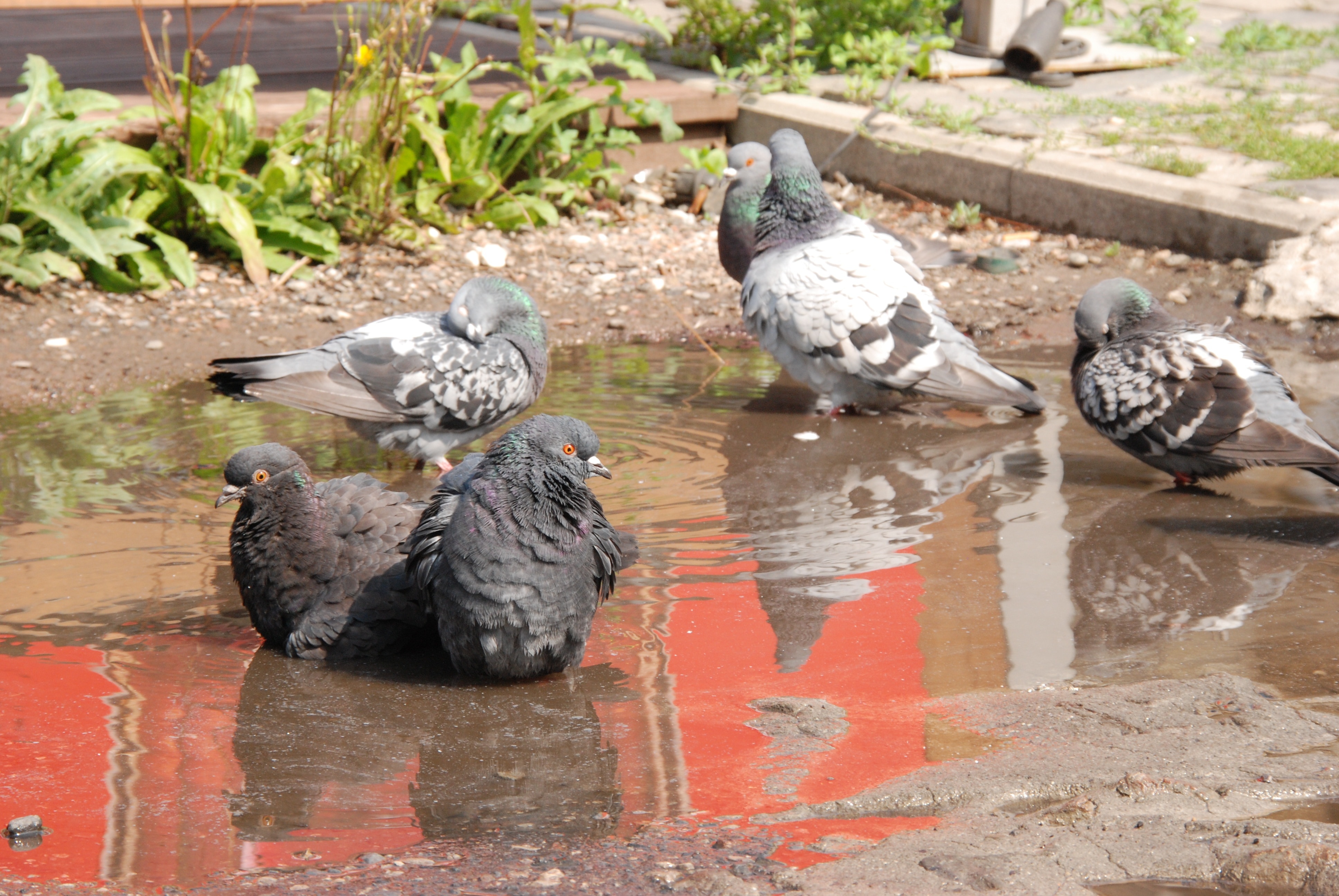 flock of pigeon