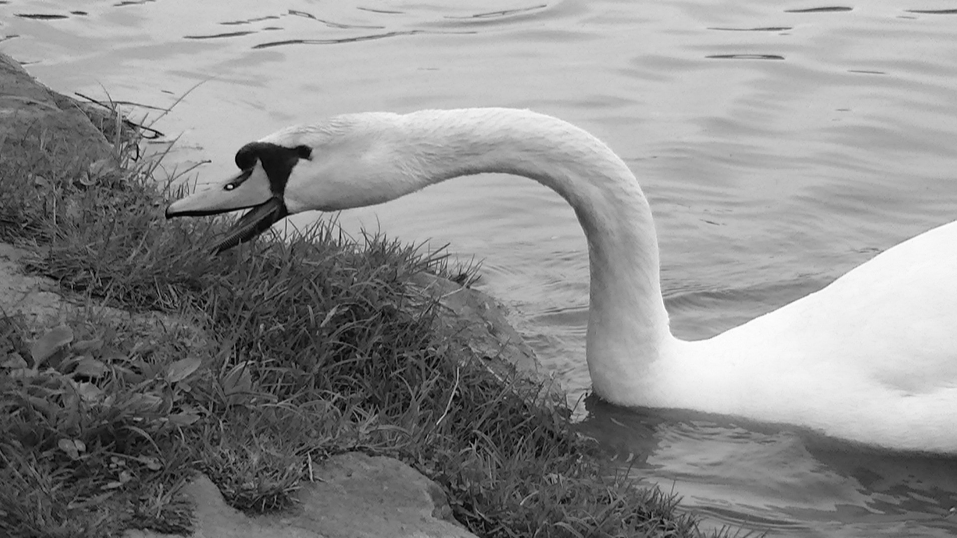 white and black swan