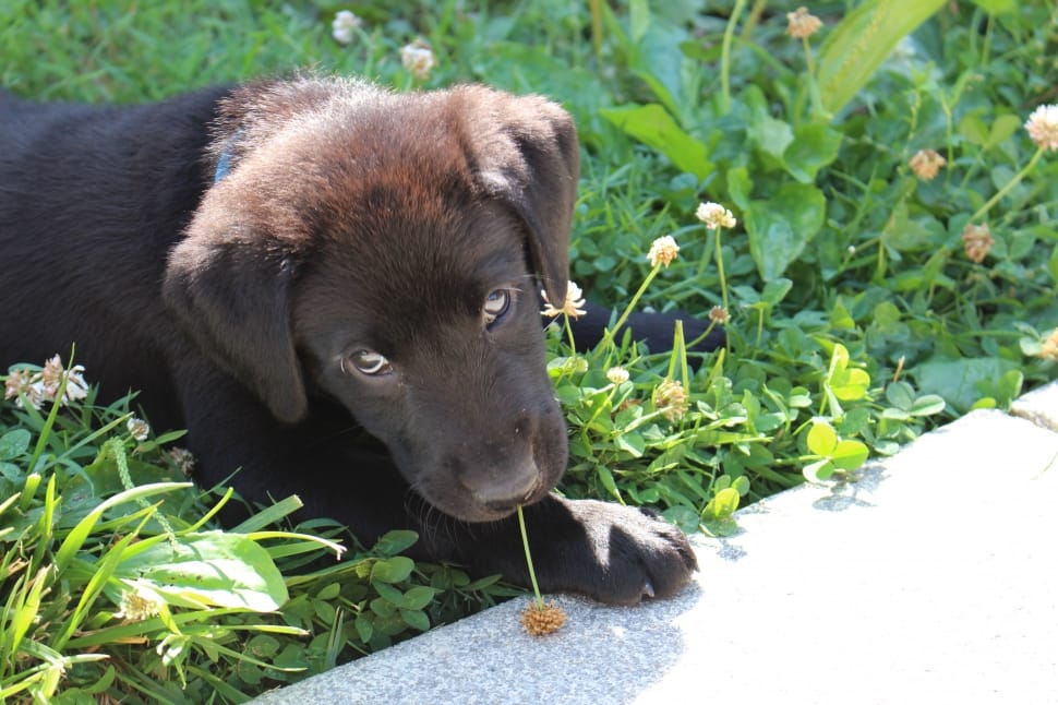 chocolate Labrador Retriever puppy laying on grass field during daytime preview