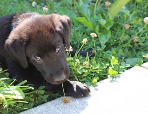 chocolate Labrador Retriever puppy laying on grass field during daytime thumbnail