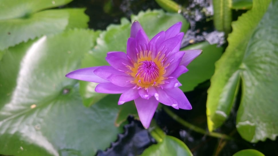purple water lily preview