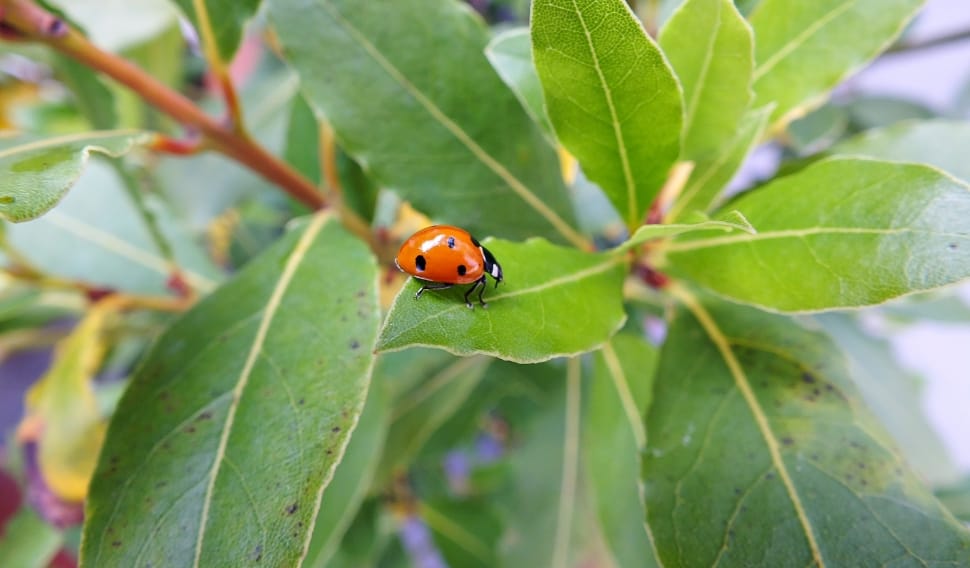 ladybug preview