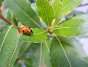 ladybug thumbnail