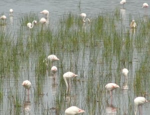 white flamingo lot thumbnail
