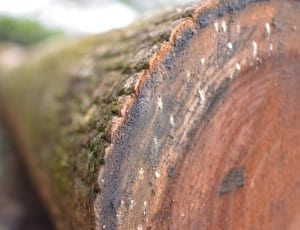 wooden log thumbnail