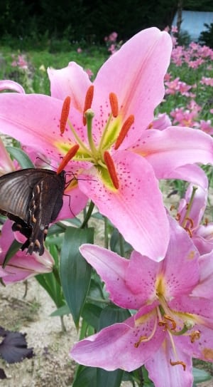 black butterfly gathering pollen from pink flower thumbnail