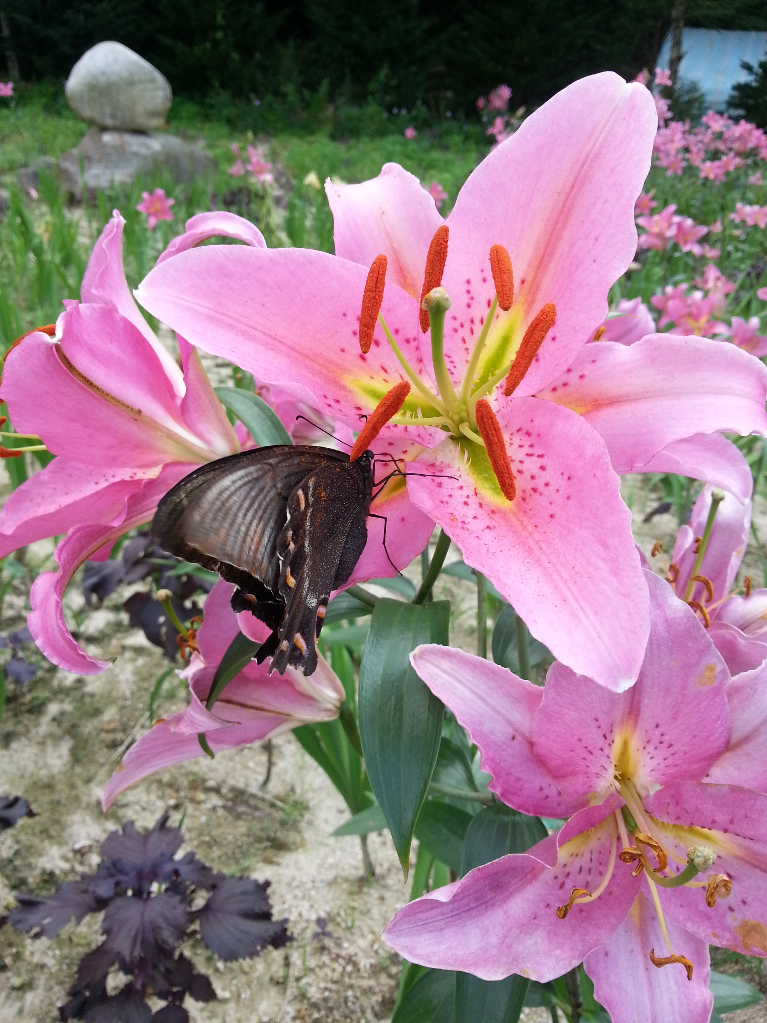 black butterfly gathering pollen from pink flower