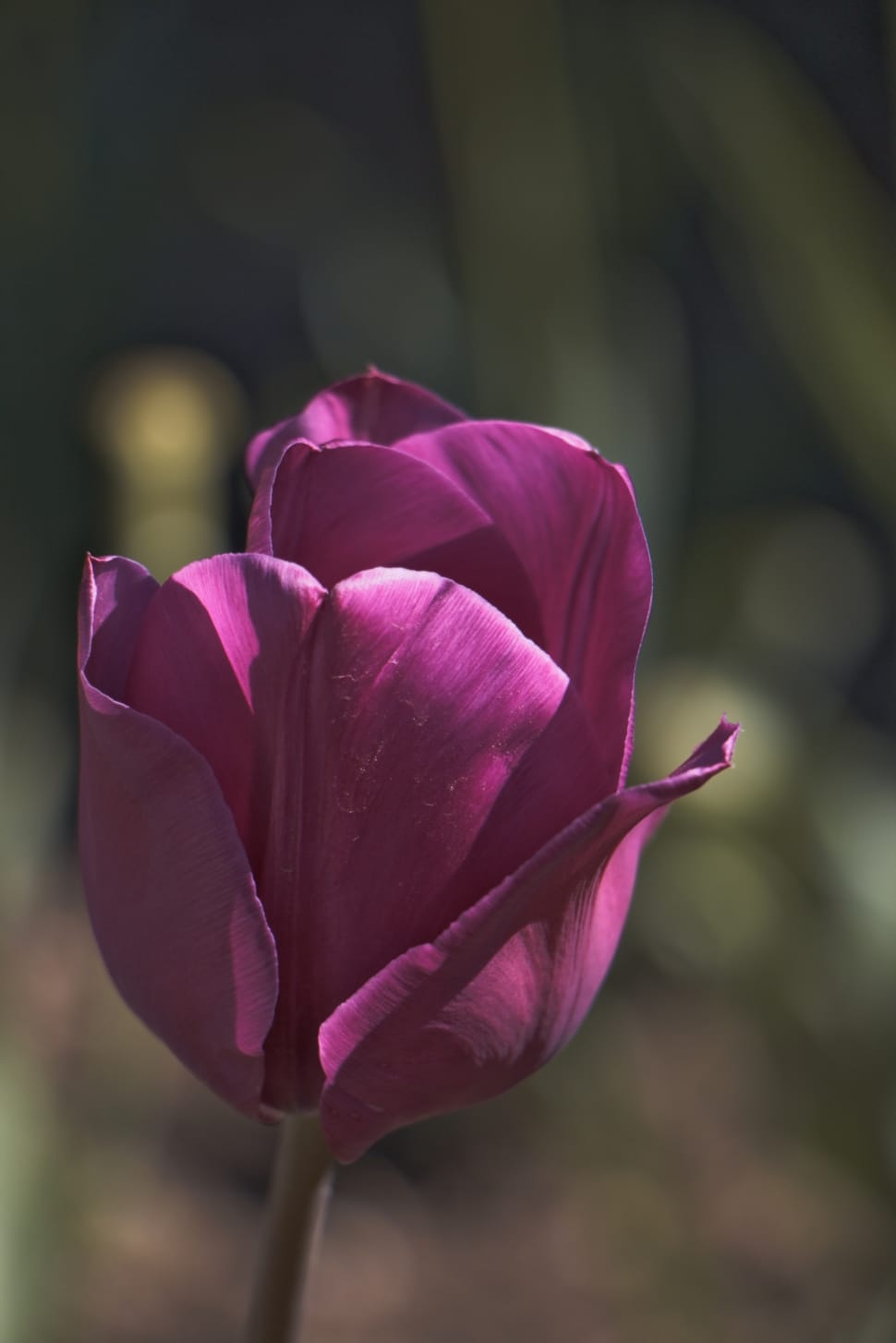 tulip flower preview