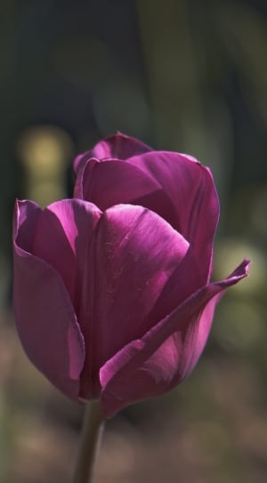 tulip flower thumbnail