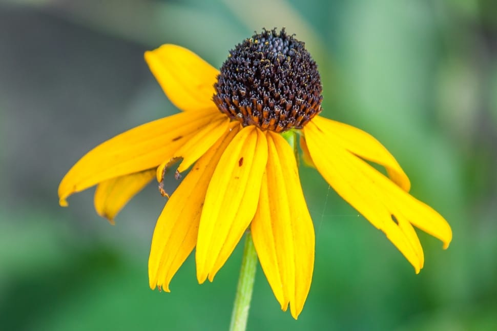 closeup photography of sunflower plant preview