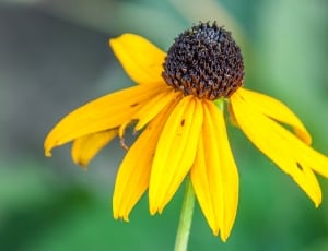 closeup photography of sunflower plant thumbnail
