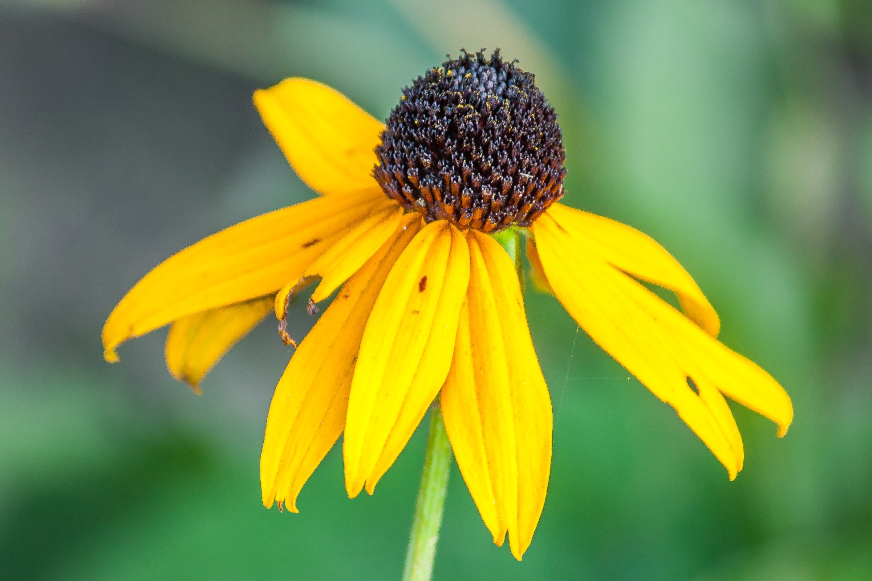 closeup photography of sunflower plant