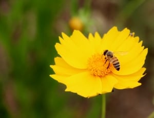 yellow flower and yellow bee thumbnail