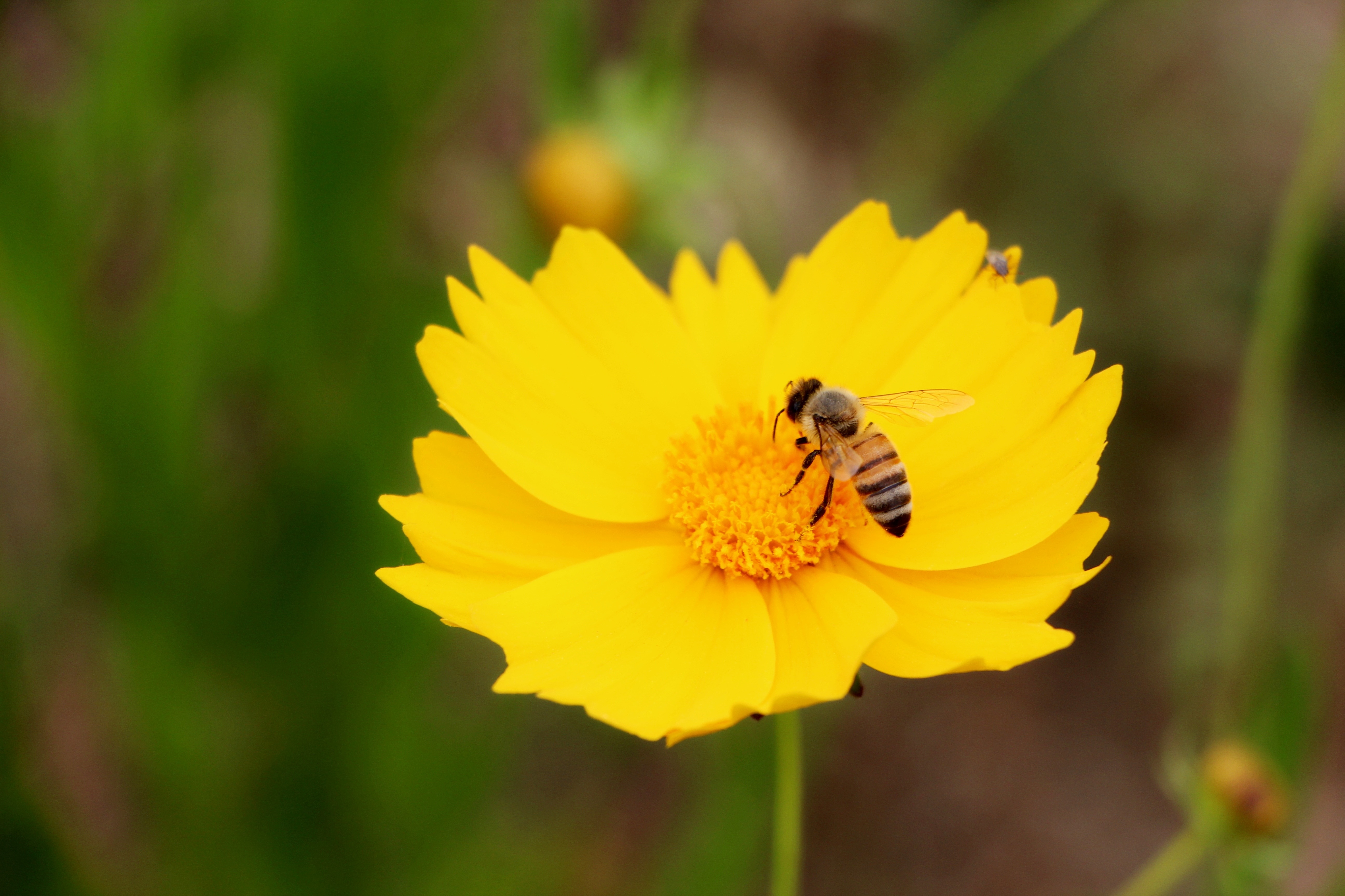 yellow flower and yellow bee
