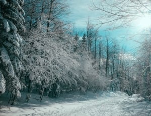 trees filled with snow at winter season thumbnail