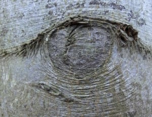 gray wood trunk thumbnail